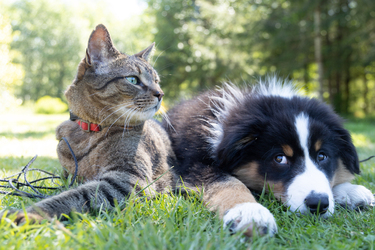 Pet Custody Laws by State & Custody Agreement Template